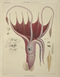Kalmarit, kuva 2 teoksesta "Histoire Naturelle Generale et Particuliere des Cephalopodes Acetabuliferes", julkaissut Ferussac ja D