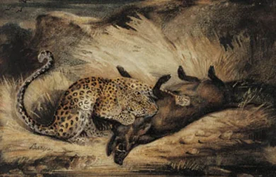 Leopardi syö villisian.