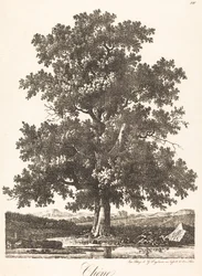 Chene (tammi)