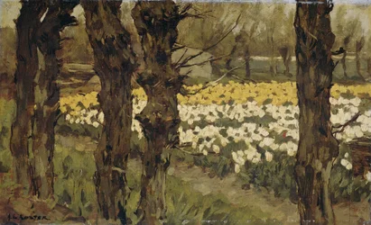Tulppaanikentät