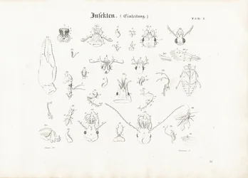 Hyönteisten anatomia