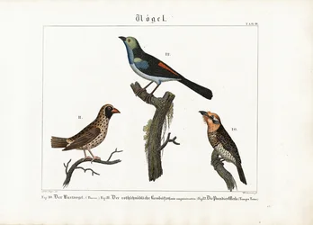 Barbet, Weaver Bird ja Paradise Flycatcher
