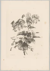 Erilaisia ​​kukkia Flower and Fruit Studies (...) 10. jakso (sarjan nimi)