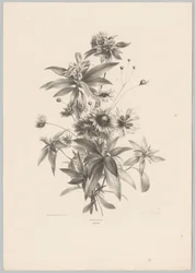 Erilaisia ​​kukkia Flower and Fruit Studies (...) 10. jakso (sarjan nimi)