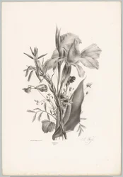 Erilaisia ​​kukkia Flower and Fruit Studies (...) 10. jakso (sarjan nimi)