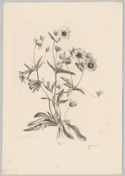 Erilaisia ​​kukkia Flower and Fruit Studies (...) 10. jakso (sarjan nimi)