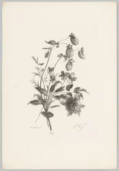 Erilaisia ​​kukkia Flower and Fruit Studies (...) 10. jakso (sarjan nimi)
