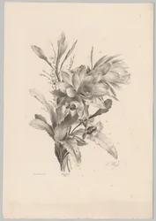 Erilaisia ​​kukkia Flower and Fruit Studies (...) 10. jakso (sarjan nimi)
