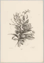 Hortensiat ja muut kukat Flower and Fruit Studies (...) 10. jakso (sarjan nimi)
