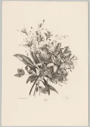 liljat Flower and Fruit Studies (...) 10. jakso (sarjan nimi)