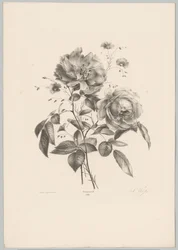 Ruusu ja neilikka kukka Flower and Fruit Studies (...) 10. jakso (sarjan nimi)