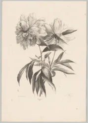 kaksi kukkaa Flower and Fruit Studies (...) 10. jakso (sarjan nimi)