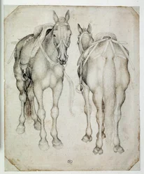 Kaksi valjaita, kolme neljäsosaa nähtynä, toinen edestä ja toinen takaa. Piirustus Pisano Antonio di Puccio dit Pisanello (1395-1455)