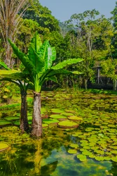 Jardim Amazonico, 2024 (digitaalinen valokuvaus)
