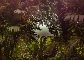 Tijuca Forest XXXVII, 2024 (digitaalinen valokuvaus)