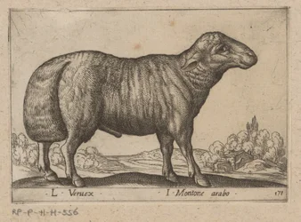 arabian schaap L Veruex/ I Montone arabo (otsikko esineessä) Dieren en fablewezens (sarjan nimi) Uusi kokoelma maailman uteliaimpia eläimiä (sarjan nimi)