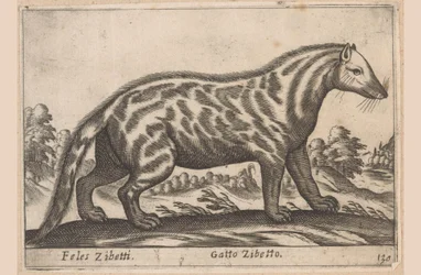 Civetkat Feles Zibetti / Cat Civet (otsikko esineessä) Dieren en fabelwezens (sarjan nimi) Nova-kokoelma maailman uteliaimpia eläimiä (sarjan nimi)