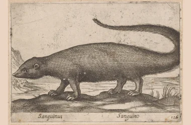 Nopeasti Sanguinus/ Sanguino (otsikko esineessä) Dieren en fablewezens (sarjan nimi) Uusi kokoelma maailman uteliaimpia eläimiä (sarjan nimi)