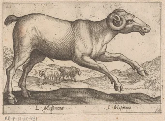 vuohimainen L Mussimonae/ I Musimone (otsikko esineessä) Dieren en fablewezens (sarjan nimi) Uusi kokoelma maailman uteliaimpia eläimiä (sarjan nimi)