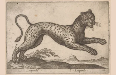 Leopardi L Leopardus/ I Leopardo (otsikko esineessä) Dieren en fablewezens (sarjan nimi) Uusi kokoelma maailman uteliaimpia eläimiä (sarjan nimi)