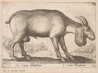 Membrina geit L Capra Mambrinae/ I Capra Mambrina (otsikko esineessä) Dieren en fablewezens (sarjan nimi) Uusi kokoelma maailman uteliaimpia eläimiä (sarjan nimi)