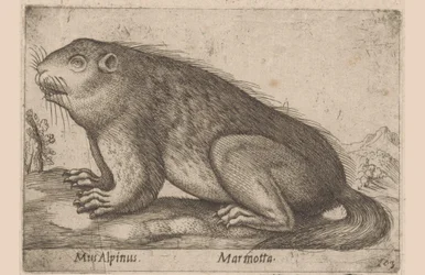 Hän mutisee Alppihiiri / Marmotta (otsikko esineessä) Dieren en fablewezens (sarjan nimi) Nova raccolta de li animali piu curiosi del mondo (sarjan nimi)