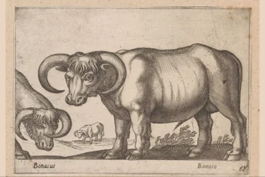 karjaa Bonasus/ Bonaso (otsikko esineessä) Eläimet ja myyttiset olennot (sarjan nimi) Nova raccolta de li animali piu curiosi del mondo (sarjan nimi)