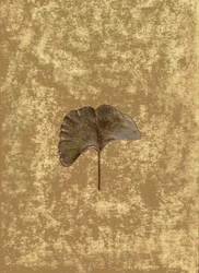 Ginkgo 3