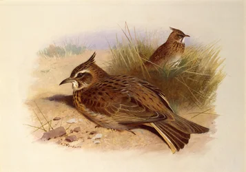 Harjakiuru, British Birds