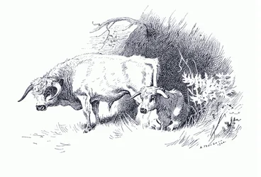 Nauta, Longmans and Co:n julkaisemasta Thorburn