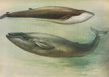 Common Rorqual, Sibbalds Rorqual tai Blue Whale, Longmans and Co:n julkaisemasta Thorburns Mammalsista, c. 1920