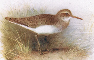 Common Sandpiper, teoksesta Birds of the British Isles and Their Eggs, julkaissut Frederick Warne & Co Ltd, 1958.