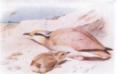 Cream Coloured Courser, teoksesta Birds of the British Isles and Their Eggs, julkaissut Frederick Warne & Co Ltd, 1958