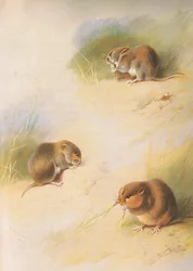 Field Vole, Bank Vole ja Orkney Vole, julkaisusta Thorburns Mammals, julkaisija Longmans and Co, c. 1920
