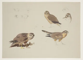 Harrier and ruff, n. 1915 (akvarelli ja vartaloväri kynällä paperille)