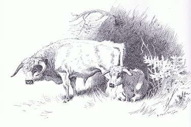 Highland Cattle, pubi. kirjoittanut Book Club Associates