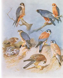 Hobby, Merlin, Red Footed Falcon, Lesser Kestrel ja Kestrel, pub. Kirjailija: Book Club Associates, 1972