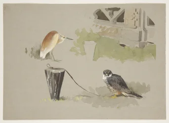 Harrastusuros sidottu ja squarro haikara, n. 1915 (akvarelli & vartaloväri kynällä paperille)