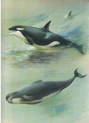 Killer Pilot Whale, julkaisusta Thorburns Mammals, julkaisija Longmans and Co, c. 1920