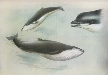 Lesser Rorqual ja Rudolphs Rorqual, Longmans and Co:n julkaisemasta Thorburns Mammalsista, c. 1920