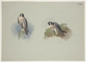 Peregrine falcon uros, n. 1915 (akvarelli ja vartaloväri kynällä paperille)