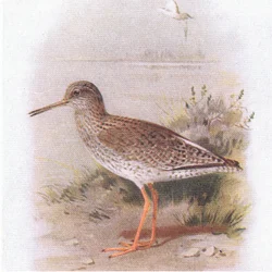Redshank, teoksesta Birds of the British Isles and Their Eggs, julkaissut Frederick Warne & Co Ltd, 1958.