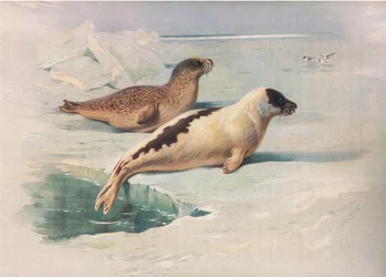 Norppa ja kirjainhylke, julkaisusta Thorburns Mammals, julkaisija Longmans and Co, c. 1920