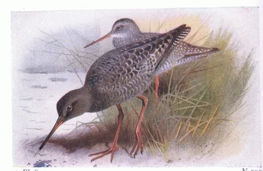 Spotted Redshank, teoksesta Birds of the British Isles and Their Eggs, julkaissut Frederick Warne & Co Ltd, 1958.