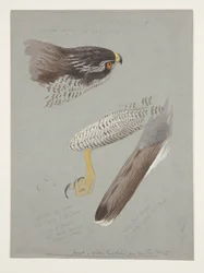 Tutkimuksia koirashaukkasen päästä, jaloista ja siipeistä, n. 1915 (akvarelli ja vartaloväri kynällä paperille)