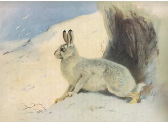The Mountain Hare in winter , julkaisusta Thorburns Mammals, julkaisija Longmans and Co, c. 1920
