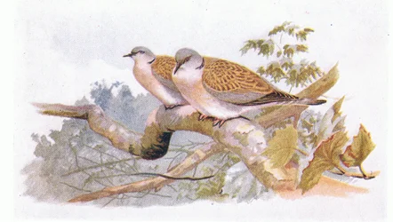 Turtle Dove, teoksesta Birds of the British Isles and Their Eggs, julkaissut Frederick Warne & Co Ltd, 1958.