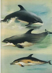 White Beaked Dolphin, Bottlenose Dolphin ja Common Dolphin, Thorburn