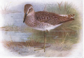 Wood Sandpiper, teoksesta Birds of the British Isles and Their Eggs, jonka on julkaissut Frederick Warne & Co Ltd, 1958.