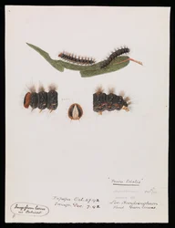 Toukka, Epicoma contristis, Teara tristis